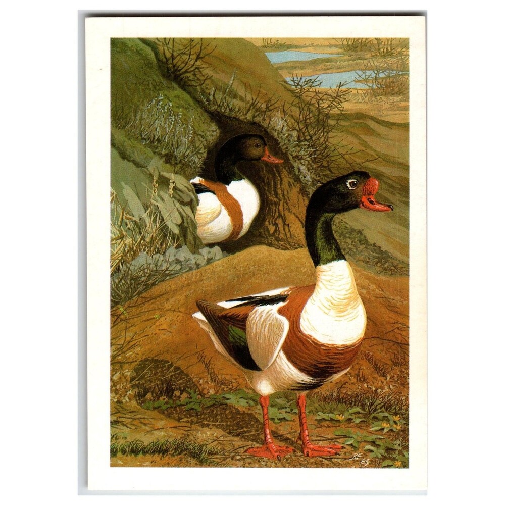 1987 Russian Sheldrake Ducks Wildlife Art Postcard V.E. Egorov USSR